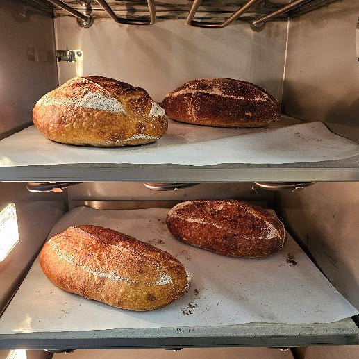 Intro to Sourdough